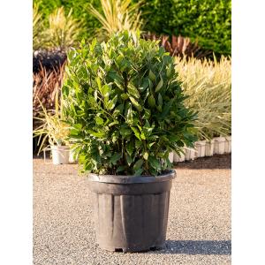 Laurierboom Laurus Nobilis Bol M 90 cm tuinplant