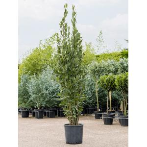 Laurierboom Laurus Nobilis Bush 210 cm tuinplant