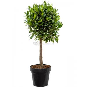 Laurierboom Laurus Nobilis op stam S 85 cm tuinplant