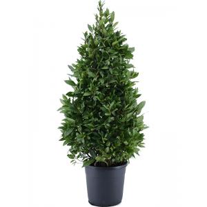 Laurierboom Laurus Nobilis Pyramide 140 cm tuinplant