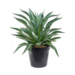 Agave Desmettiana M 60 cm tuinplant