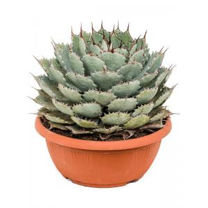 Agave Parryi Truncata 55 cm tuinplant