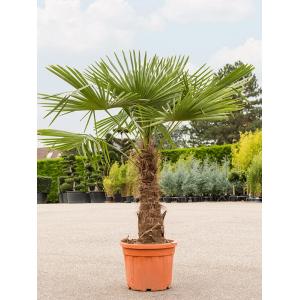 Chinese Waaierpalm Trachycarpus Fortunei L 190 cm tuinplant