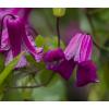 Kleinbloemige Clematis Viticella Queen Mother PBR 75 cm klimplant