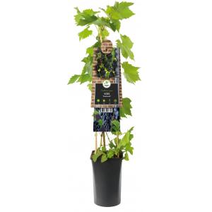 Blauwe Druif Vitis Rembrandt 75 cm klimplant