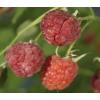 Framboos Rubus Malling Promise L 120 cm klimplant