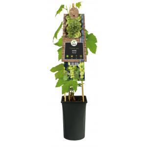 Witte Druif Pitloos Vitis Himrod 75 cm klimplant