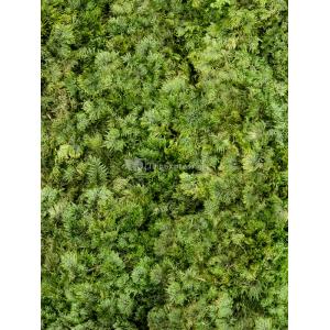 Fernmoss Bosgroen mos 4 windowbox 1 m2 gepreserveerd mos