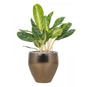 Plant in Pot Aglaonema Key Lime 80 cm kamerplant in Amora Gold 32 cm bloempot