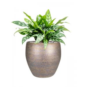 Plant in Pot Aglaonema Maria 60 cm kamerplant in Amora Luster 32 cm bloempot