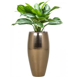 Plant in Pot Aglaonema Silver Bay 75 cm kamerplant in Amora Gold hoog 23 cm bloempot