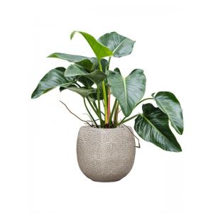 Plant in Pot Philodendron Green Beauty 100 cm kamerplant in Marly Cream 41 cm bloempot