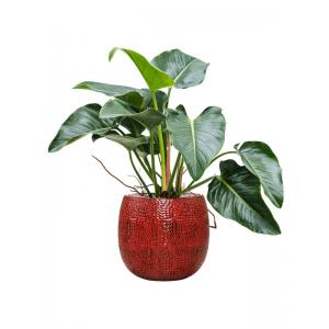 Plant in Pot Philodendron Green Beauty 100 cm kamerplant in Marly Deep Red 41 cm bloempot