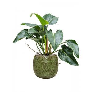 Plant in Pot Philodendron Green Beauty 100 cm kamerplant in Marly Green 41 cm bloempot