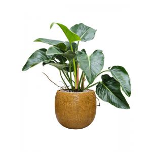 Plant in Pot Philodendron Green Beauty 100 cm kamerplant in Marly Honey 41 cm bloempot