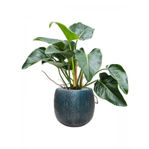 Plant in Pot Philodendron Green Beauty 100 cm kamerplant in Marly Ocean Blue 41 cm bloempot