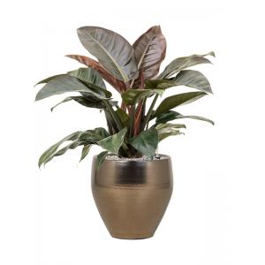 Plant in Pot Philodendron Imperial Red 80 cm kamerplant in Amora Gold 32 cm bloempot