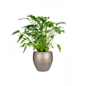 Plant in Pot Philodendron Xanadu 90 cm kamerplant in Amora Luster 32 cm bloempot