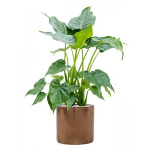 Plant in Pot Alocasia Cucculata 100 cm kamerplant in Cylinder Gold 30 cm bloempot