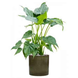 Plant in Pot Alocasia Cucculata 100 cm kamerplant in Cylinder Green 30 cm bloempot