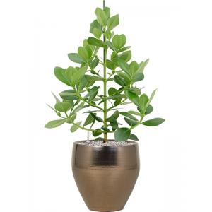 Plant in Pot Clusia Rosea Princess 95 cm kamerplant in Amora Gold 32 cm bloempot