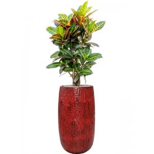 Plant in Pot Croton Variegatum Petra 140 cm kamerplant in Hoge Marly Deep Red 36 cm bloempot