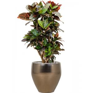 Plant in Pot Croton Variegatum Petra S 95 cm kamerplant in Amora Gold 32 cm bloempot