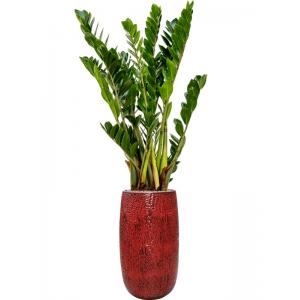 Plant in Pot Zamioculcas Zamiifolia 170 cm kamerplant in Marly L Deep Red 36 cm bloempot