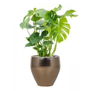 Plant in Pot Monstera Deliciosa 85 cm kamerplant in Amora Gold 32 cm bloempot