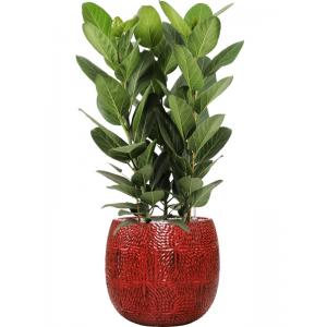 Plant in Pot Ficus Benghalensis Audrey 110 cm kamerplant in Marly Deep Red 41 cm bloempot