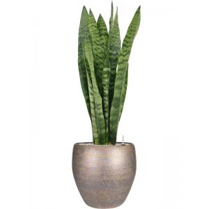 Plant in Pot Sansevieria Zeylanica 100 cm kamerplant in Amora Luster 32 cm bloempot