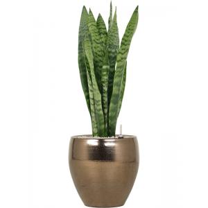 Plant in Pot Sansevieria Zeylanica 75 cm kamerplant in Amora Gold 26 cm bloempot