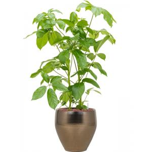 Plant in Pot Schefflera Actinophylla Amate 110 cm kamerplant in Amora Gold 32 cm bloempot