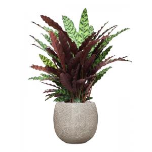 Plant in Pot Calathea Insignis 120 cm kamerplant in Marly Cream 41 cm bloempot