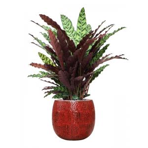 Plant in Pot Calathea Insignis 120 cm kamerplant in Marly Deep Red 41 cm bloempot