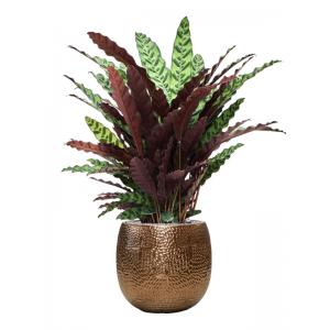 Plant in Pot Calathea Insignis 120 cm kamerplant in Marly Gold 41 cm bloempot