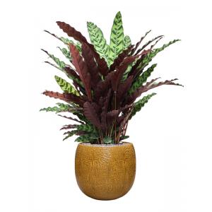 Plant in Pot Calathea Insignis 120 cm kamerplant in Marly Honey 41 cm bloempot