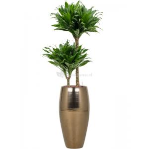 Plant in Pot Dracaena Fragrans Compacta 105 cm hydrocultuur plant in Amora Gold 23 bloempot