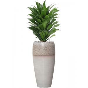 Plant in Pot Dracaena Fragrans Compacta 85 cm kamerplant in Amora Lava Grey 23 cm bloempot