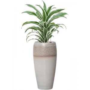 Plant in Pot Dracaena Fragrans White Jewel 85 cm kamerplant in Amora Lava Grey 23 cm bloempot