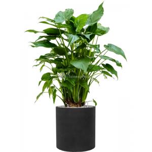 Plant in Pot Alocasia Cucullata 130 cm kamerplant in Rough Black Washed 40 cm bloempot