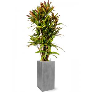 Plant in Pot Croton Variegatum Mammi 175 cm kamerplant in Fiberstone Grey 30x30 bloempot