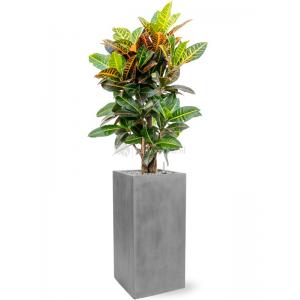 Plant in Pot Croton Variegatum Petra 140 cm kamerplant in Fiberstone Grey 30x30 bloempot