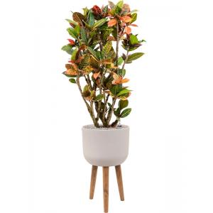 Plant in Pot Croton Variegatum Petra 150 cm kamerplant in Refined Retro With Feet Natural White 36 cm bloempot