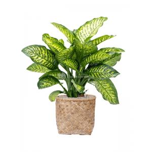 Plant in Pot Dieffenbachia Seguine Maroba 120 cm kamerplant in Bohemian Bamboo 46 cm bloempot