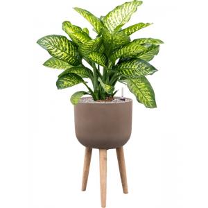 Plant in Pot Dieffenbachia Seguine Maroba 120 cm kamerplant in Refined Retro With Feet Brown 36 cm bloempot