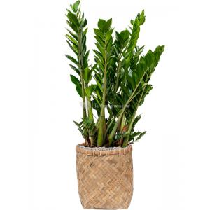 Plant in Pot Zamioculcas Zamiifolia 100 cm kamerplant in Bohemian Bamboo 31 cm bloempot