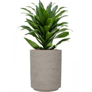 Plant in Pot Dracaena Fragans Compacta 55 cm kamerplant in Rough Grey Washed 21 bloempot