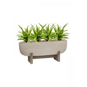 Plant in Pot Dracaena Fragans Lemon Lime 55 cm kamerplant in Cement With Feet Beige Washed 75x24 cm bloempot