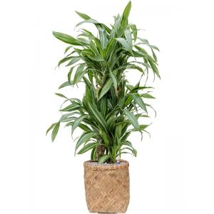 Plant in Pot Dracaena Fragans Ulises 125 cm kamerplant in Bohemian Bamboo 31 cm bloempot